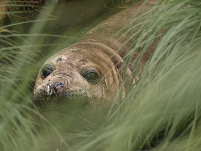 ../../Pictures/241209/124 Seeelefanten.JPG